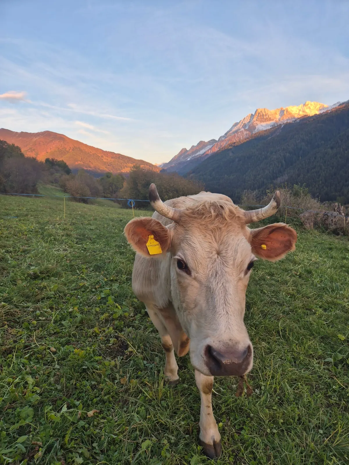 Una delle nostre mucche al pascolo, al tramonto Una delle nostre mucche al pascolo, al tramonto